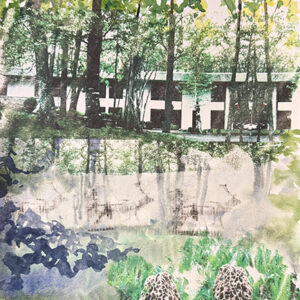 Still Morels in Elk Forest, 2024