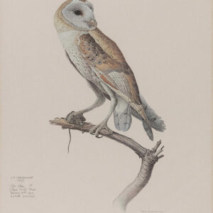 Barn Owl, 1967